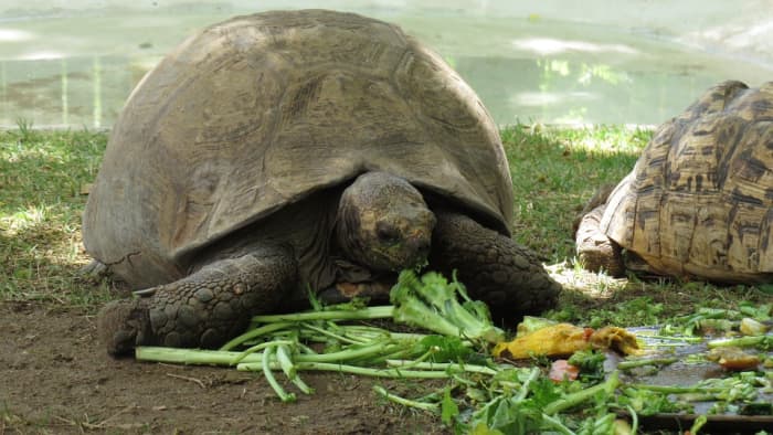 Здоровая черепаховая еда 