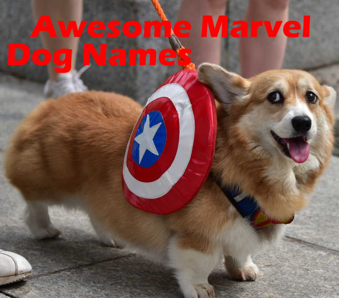 Awesome Marvel MCU Dog Names (From Superheroes to Villains) - PetHelpful