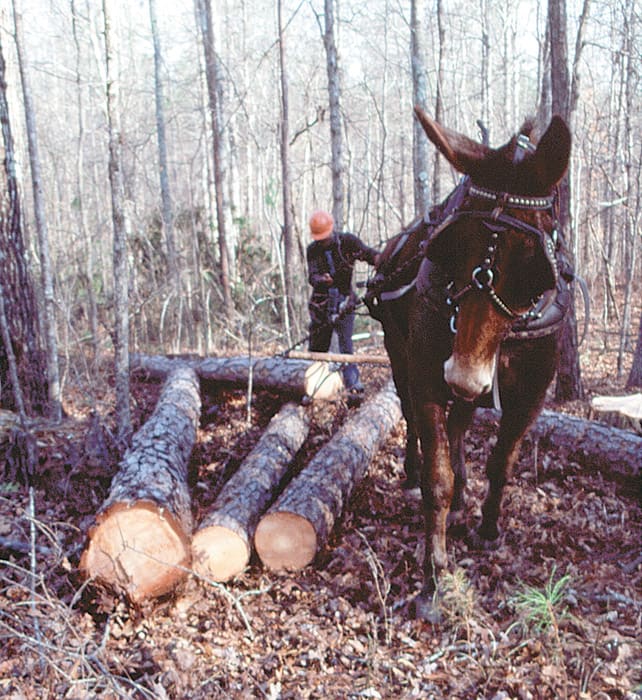 Mule pulling logs out of wooded areas then taking logs to sell them for making paper and such items.