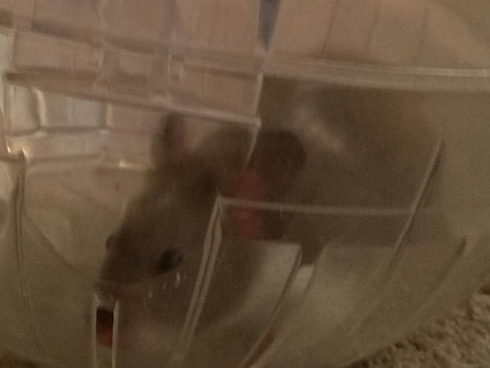I've loved playing with my hamster, Rumi, and watching him roll around our home.