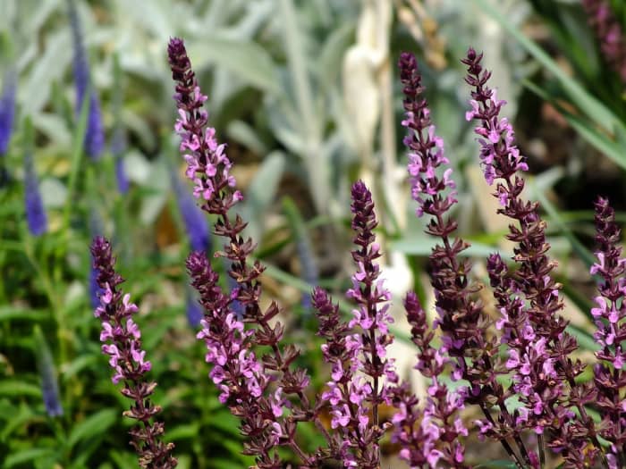 An example of a lovely pink salvia. The upright multiple blooming spikes add a wonderful rhythm to your garden.