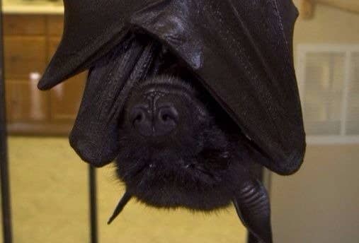 The most common species of bat that people keep as pets are fruit bats.