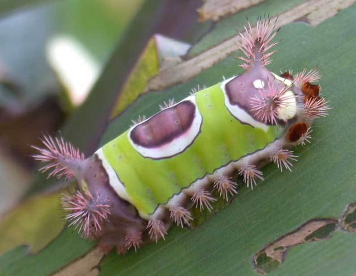 You might be better off telling your children that these saddleback caterpillars are worse than poison ivy, which they are. They are cute, but have hundreds of tiny little hairs that they can leave stuck in your skin, along with painful toxins.