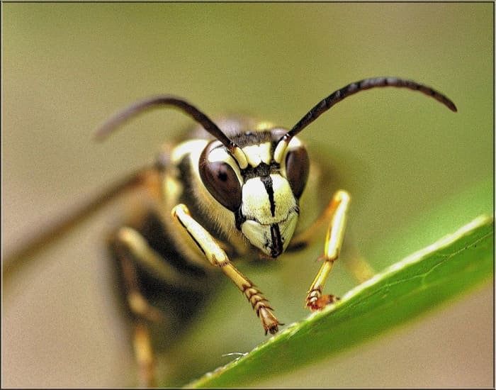 A bald-faced hornet (Dolichovespula maculata). As confusing as it is because of the name, this "hornet" is actually a yellowjacket. It has ivory-white markings on the face, thorax, legs and abdomen.