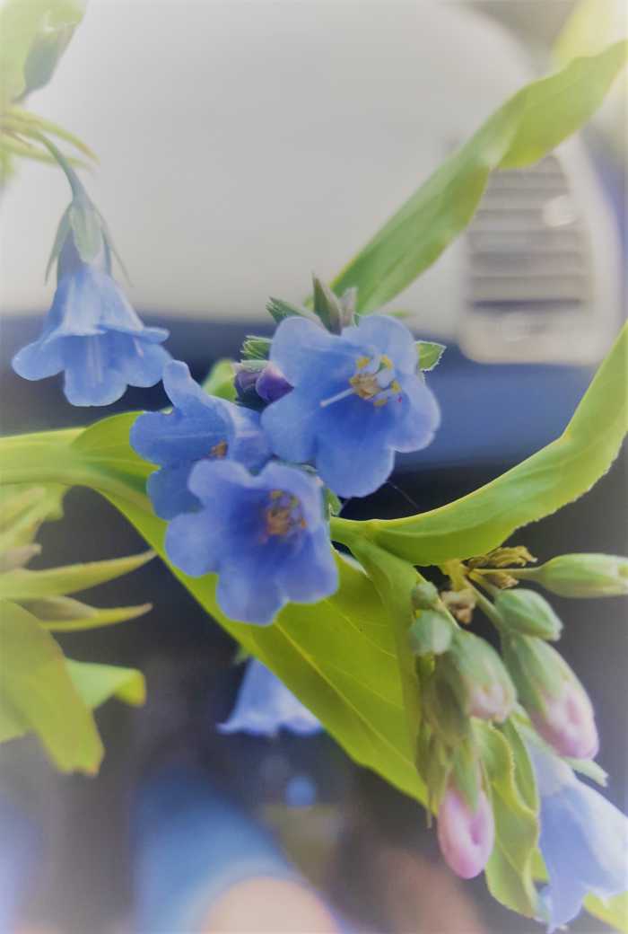 Foraging for Wild Edibles Mountain Bluebells (Mertensia Ciliata