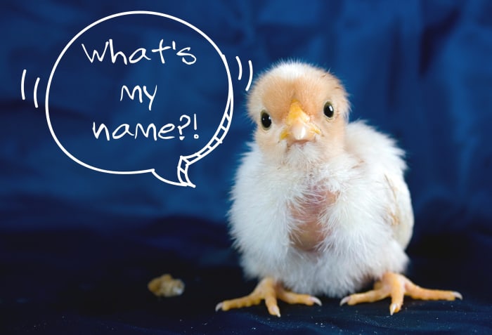 Список удивительных названий цыплят