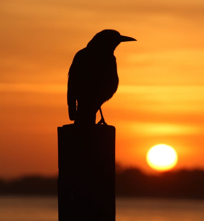 Birds play an important part in many world religions.