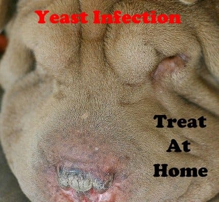 A yeast infection can be treated at home without going to the vet.