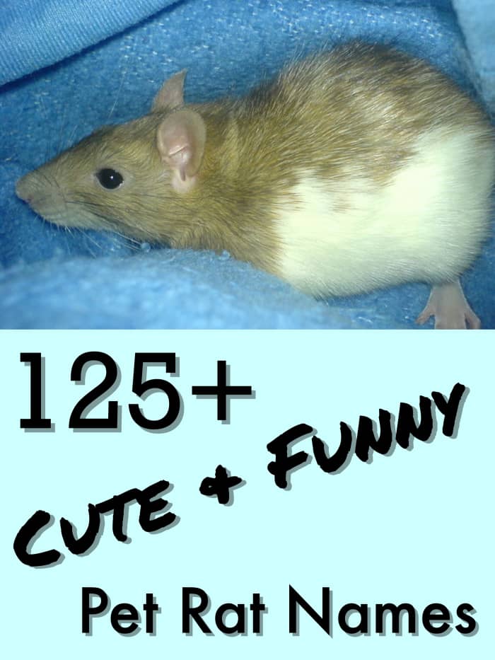 Over 125 clever names for your pet rat.