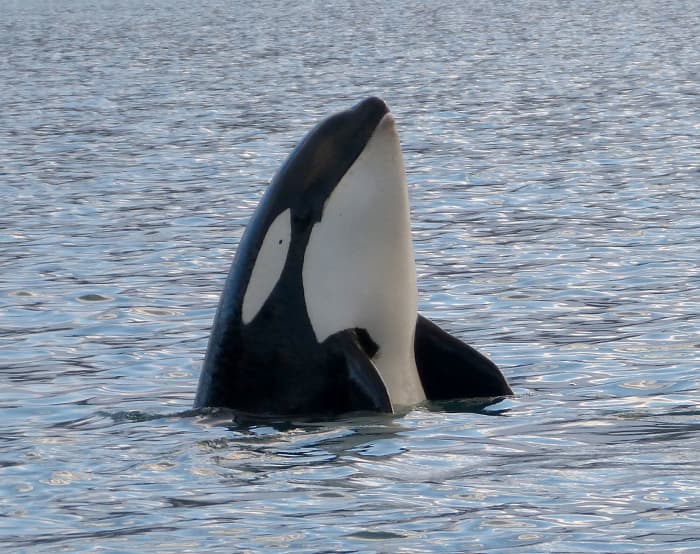 10 Facts About Killer Whales (Orca) - Owlcation