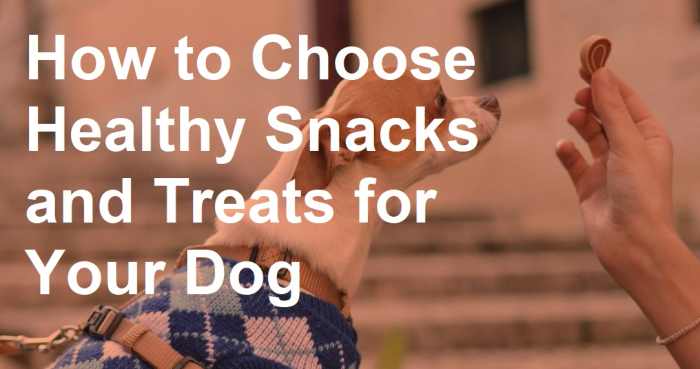 All dogs love a treat once in a while, but it's important choose safe, nutritional snacks to keep your dog healthy and happy.