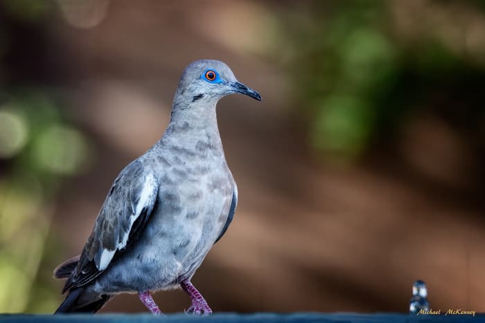 The white-winged dove is very recognizable by the obvious stripe on its wings and the blue "eye-shadow" around its red eyes. All white-winged doves also have a dark line on their cheeks.