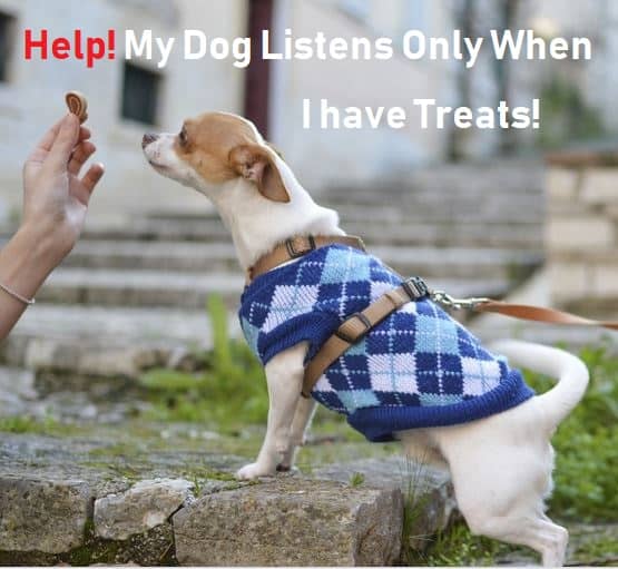 help-my-dog-only-listens-to-me-when-i-have-treats