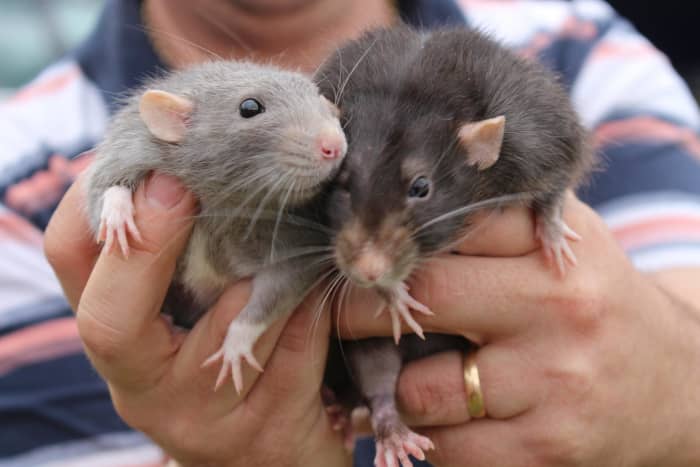 Just look at these cute and cuddly rats. Aren't they lovely? And they are annoying.