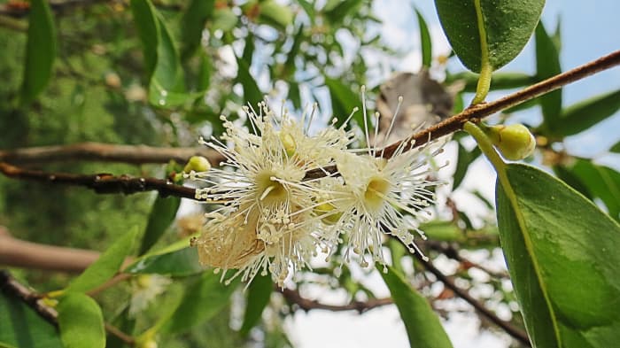 Flowers of the camu camu plant
