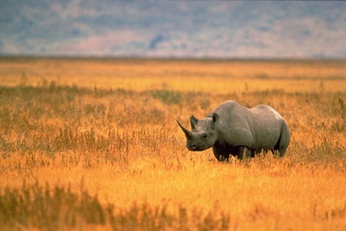 top-10-facts-about-rhinoceroses