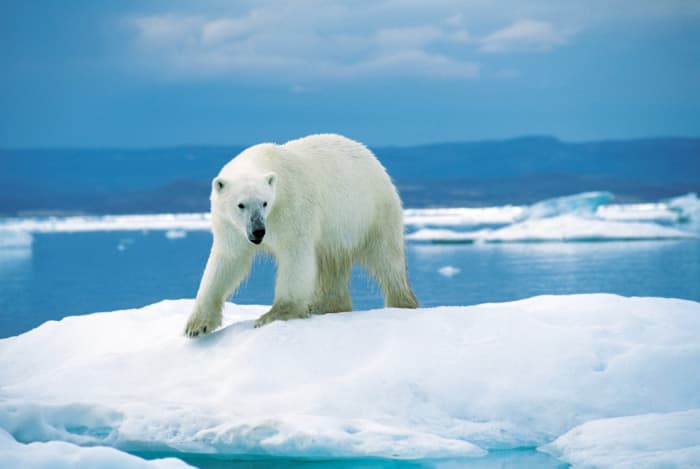10-facts-about-the-polar-bear