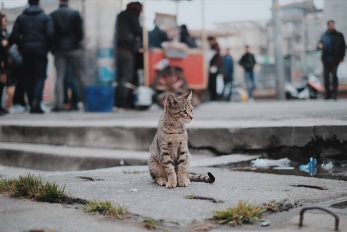 Without some degree of human intervention, feral cat populations will continue to live in less-than-ideal circumstances, with adverse consequences for their neighbors.