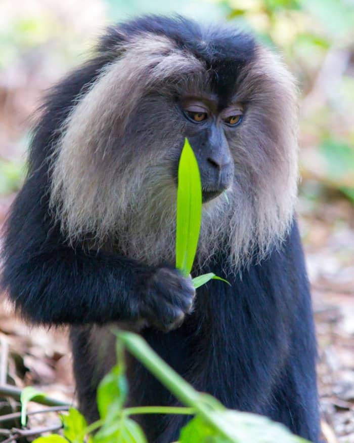 This lion-tailed macaque seems to be pondering the continuing loss of its necessary habitat in India, which has been dramatically reduced over the years as the progress of man has taken a toll on this endangered creature.