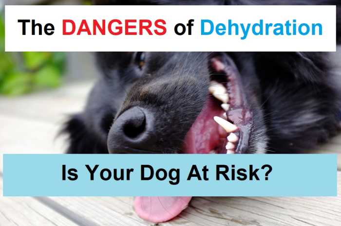 If a dog becomes dehydrated, he is at risk of long-term injury or even death.