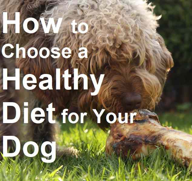 Choosing the right diet for your dog's age, breed, and lifestyle is important for his health and happiness.