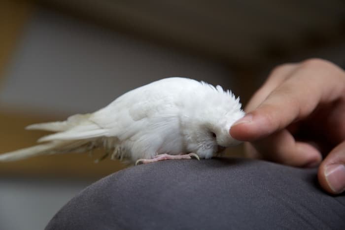 Albino budgies have the Ino gene, which removes melanin and makes them white.
