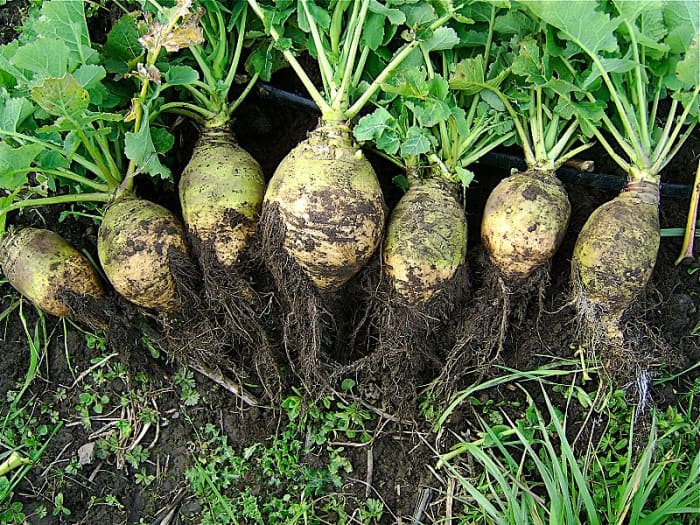 Rutabagas are not quite as glamorous as some of their root vegetable cousins, such as carrots and potatoes.