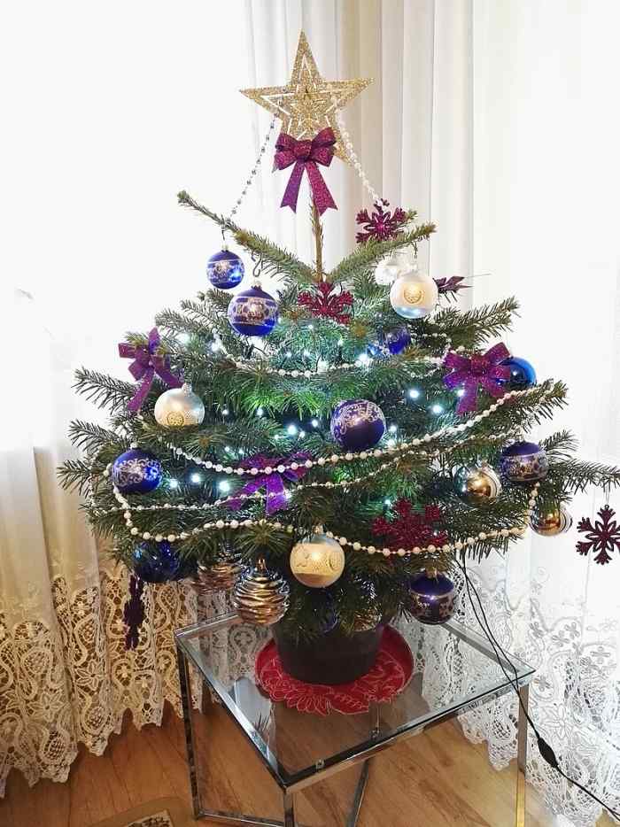 How to Choose and Care for a Living Christmas Tree Holidappy