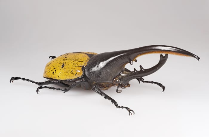 A male Hercules beetle in a museum