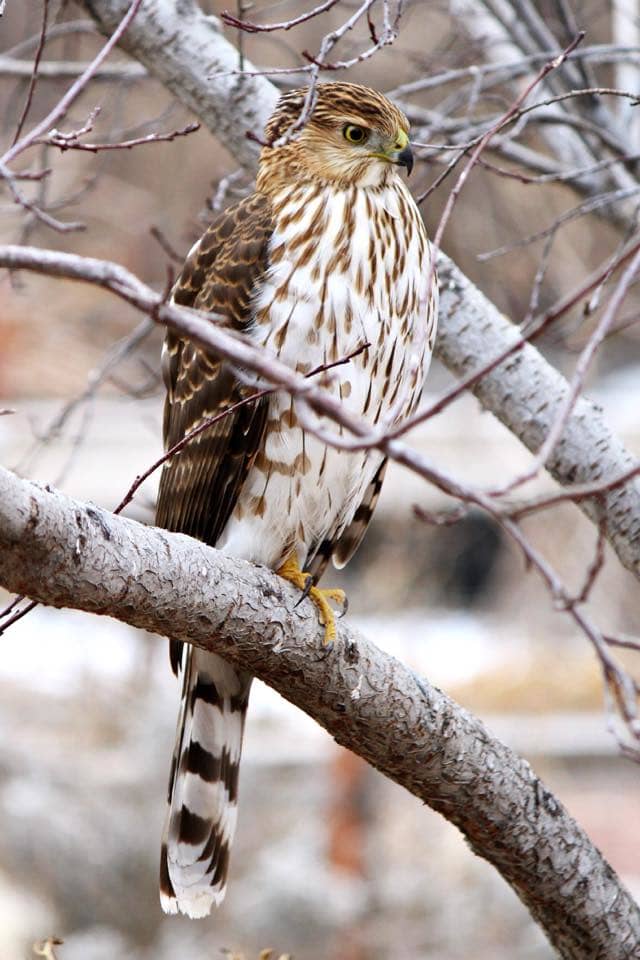This Cooper's hawk, although a bird of prey, is a handsome bird and a delight to see.