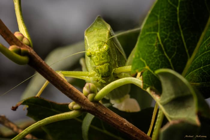 A female Katydid making her way through the leaves of a plant. She is a master at camouflage and if is very hard to find her among the leaves.