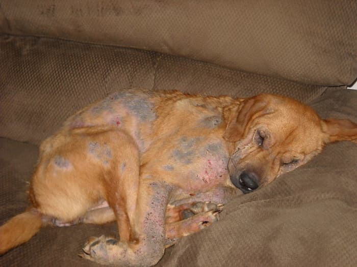 A dog with severe demodectic mange.