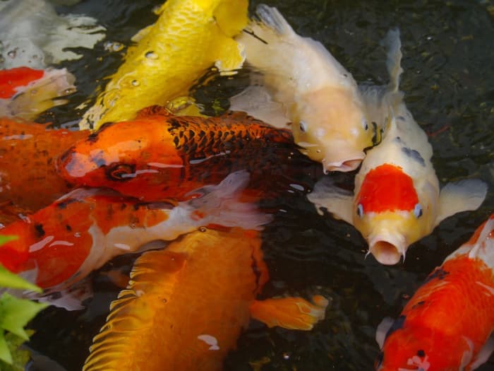 Содержание рыб кои дает владельцам несколько практических и нематериальных преимуществ.