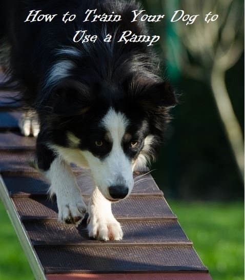 Training a dog to use a ramp to go up a truck or car is a similar process of training a dog to use a ramp in the canine sport of agility.