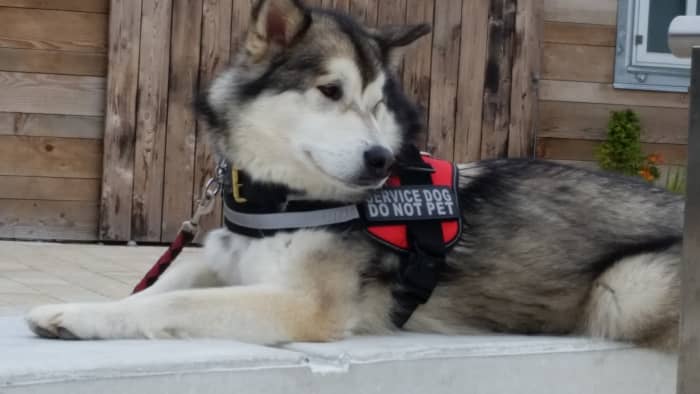 Malamutes are large dogs known for their ability to pull heavy objects such as sleds or freight.
