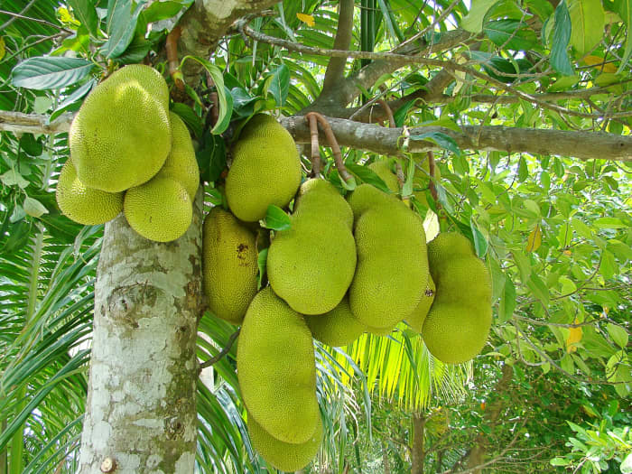 Ripening jackfruit