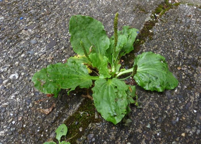 The broadleaf plantain thrives in compacted soils where other plants fear to tread.