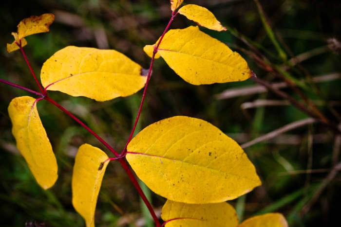 Bay leaves are not always green. They come in a variety of colors, including yellow.