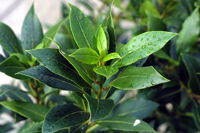 Bay leaves have many health benefits. Consider including them in your daily diet.