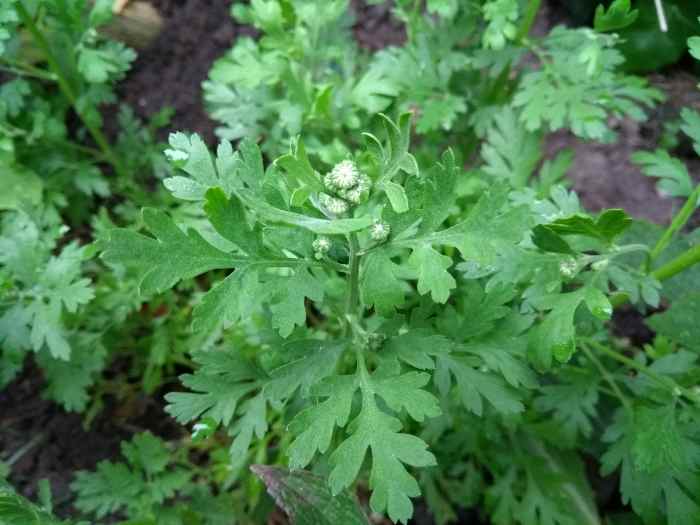 The Healing Properties of Feverfew RemedyGrove