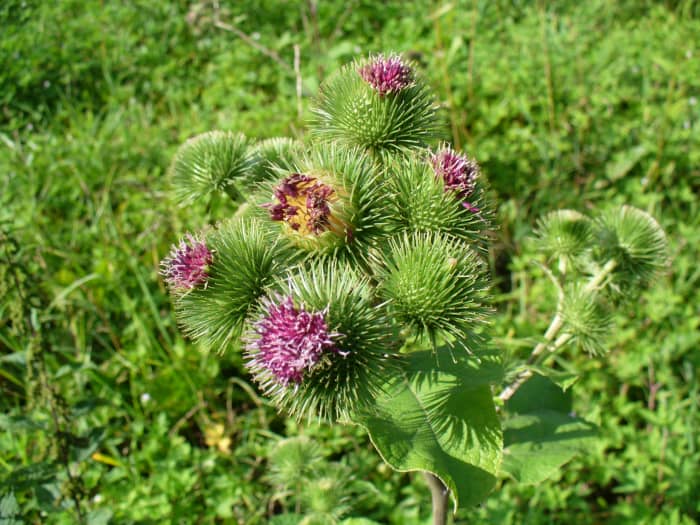Burdock a pesky weed. Or is it? Maybe not after you find out about the healing properties.Greater Burdock.