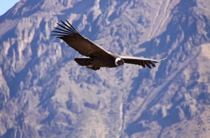 The gliding ability of the Andean Condor has inspired many South American songwriters and a few North American ones, as well.
