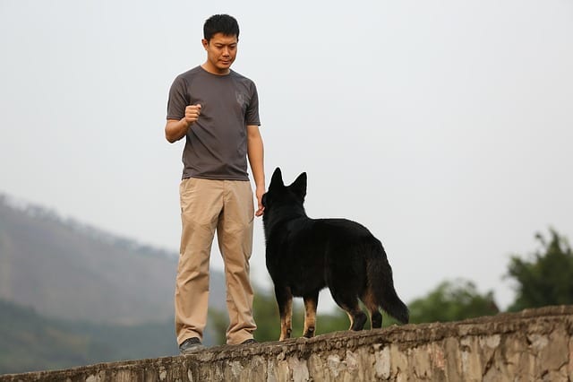 Dog waiting for command