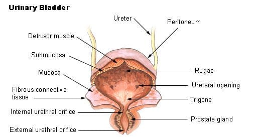 Structure of the Urinary Bladder (via Wikimedia Commons).