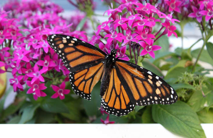 The butterfly is a symbol for transformation, life, hope and spirit. Hospices across the country hold butterfly releases to honor those who are grieving and remember their loved ones.