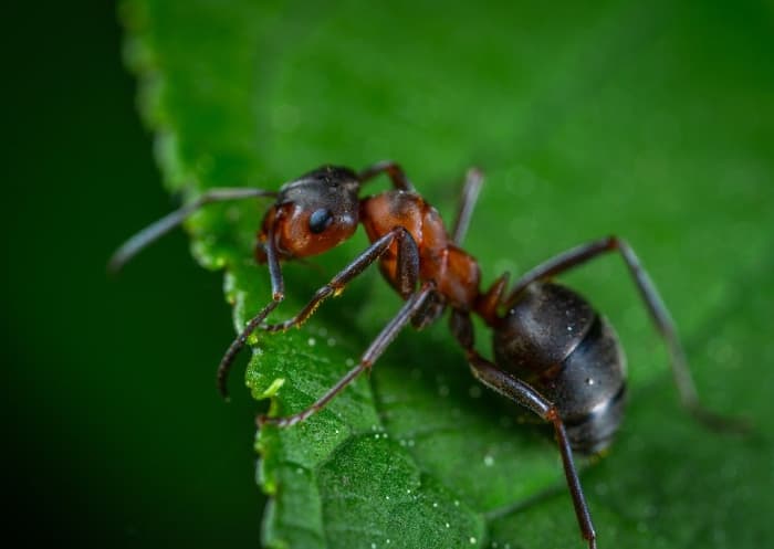 How Long Do Ants Live? - Owlcation