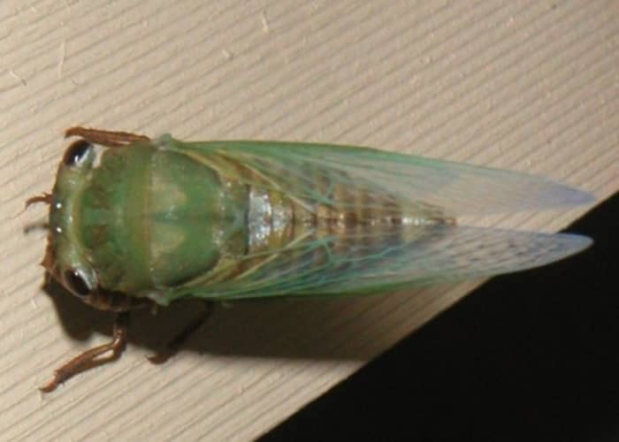 A freshly hatched cicada: This nymph rests upside down on the trim board of the back porch while it gathers its bearings.