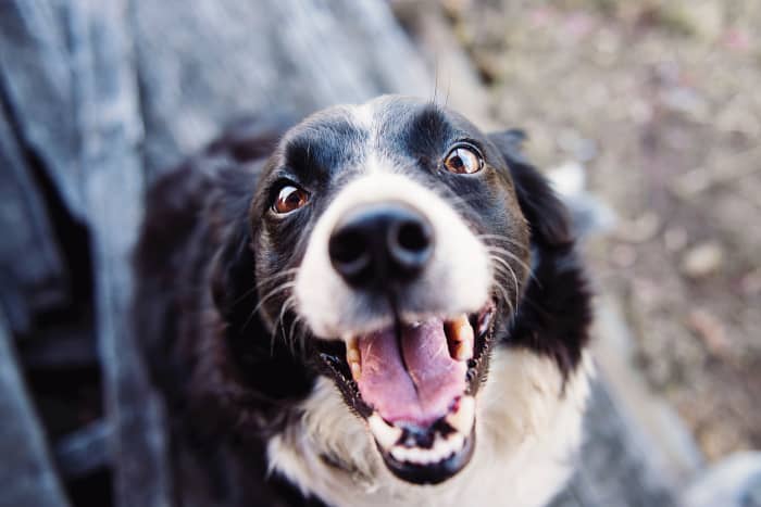 gig-work-pet-sitting-with-rover-toughnickel