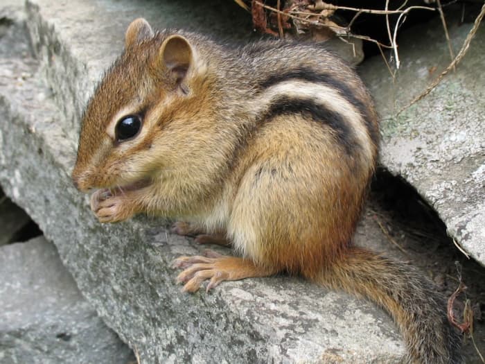 Chipmunks might be adorable, but when it comes to chomping on the wiring in you car, they're not so cute!