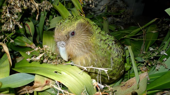 Sirocco the kakapo
